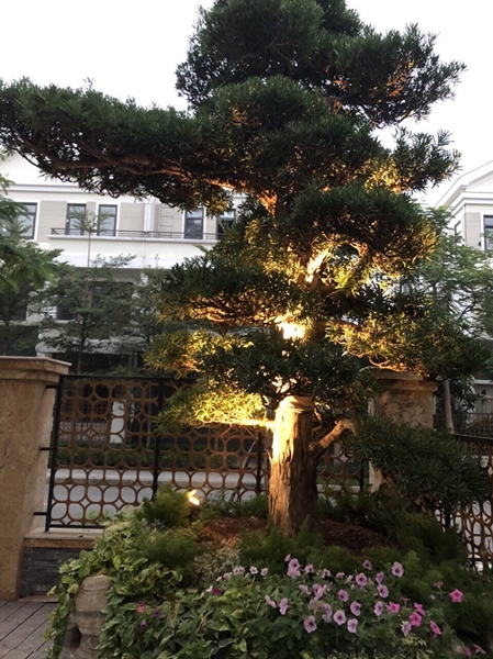 Chiếu sáng lùm cây